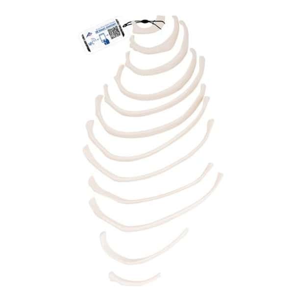 Human Ribs Anatomy Model