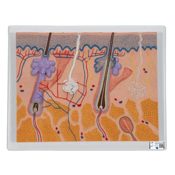 Human Skin Section Relief Model