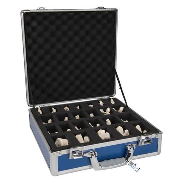 Human Vertebrae Anatomy Model Set