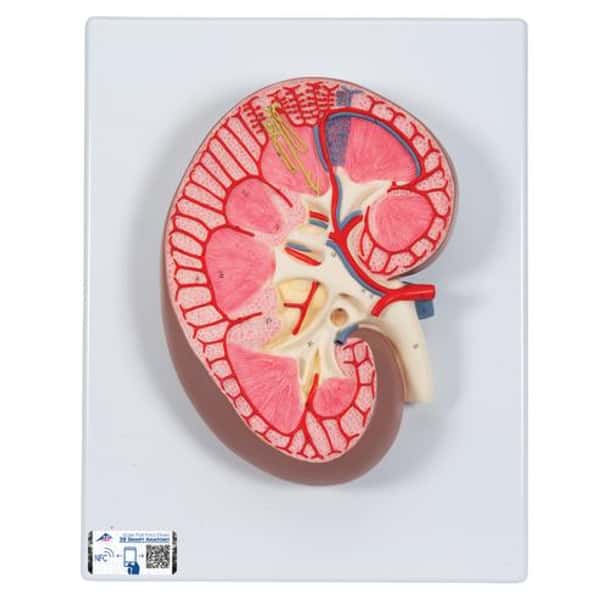 Kidney Section Anatomy Model 3 Times