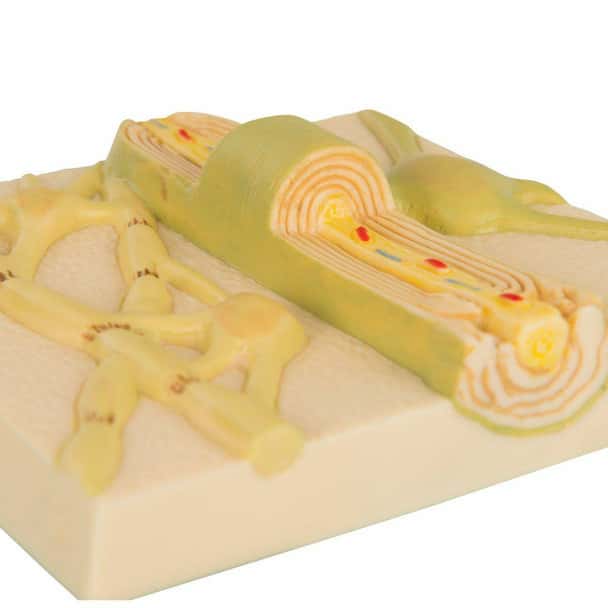 Myelein Sheaths Anatomy Model