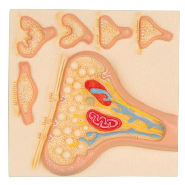 Synapse Anatomy Model