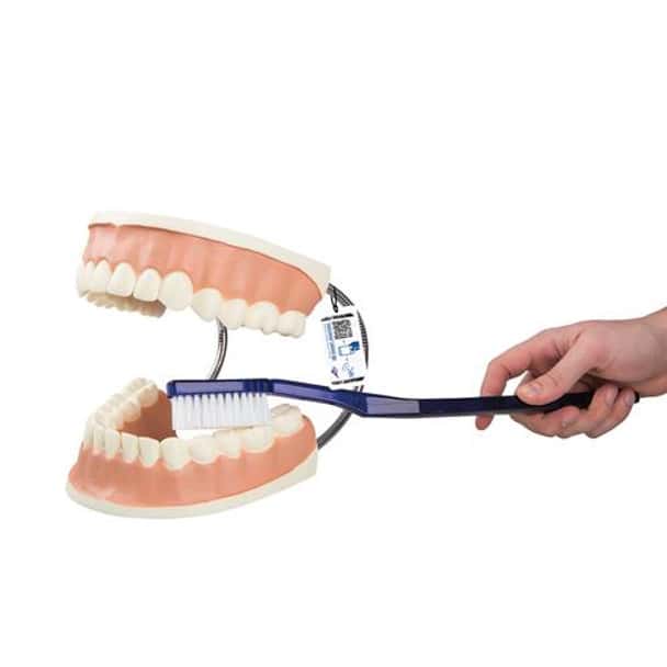 Giant Dental Care Anatomy Model