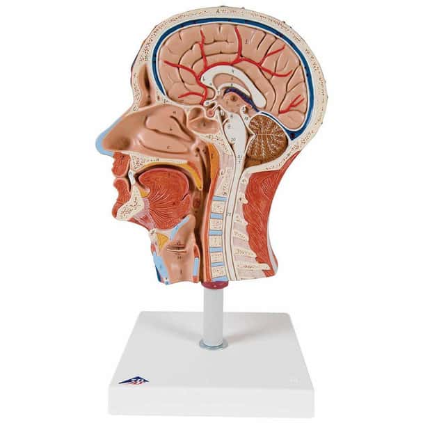 Half Human Head Anatomy Model With Musculature