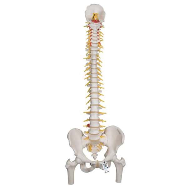 Deluxe Flexible Human Spine Anatomy Model With Femur Heads