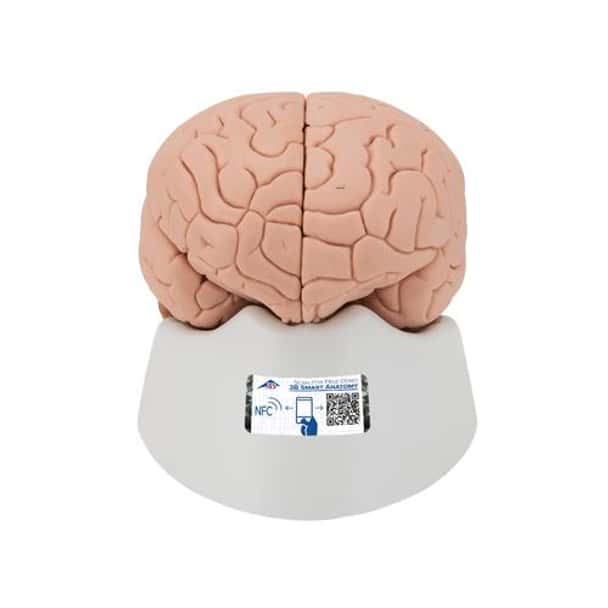 Introductory Human Brain Anatomy Model 2 Parts