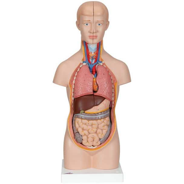 Mini Desktop Human Torso Anatomy Model 12 Parts
