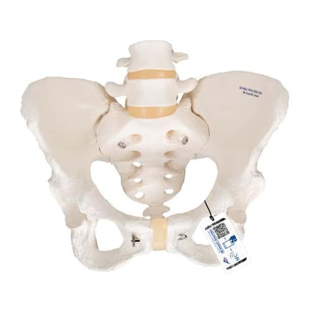Female Pelvis Skeleton Anatomy Model