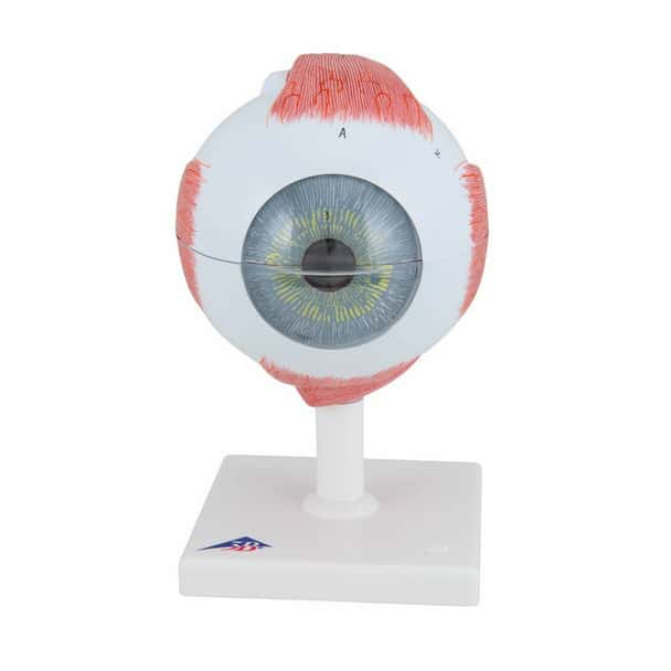5 Times Full-Size Human Eye Anatomy Model 6 Parts