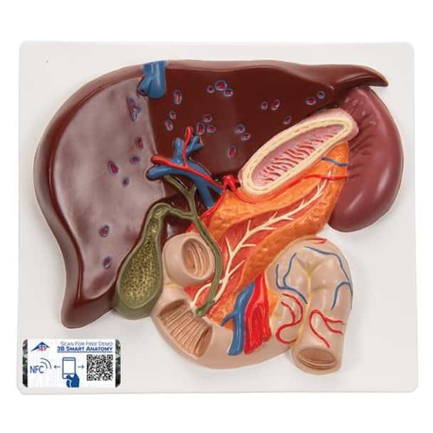 Human Liver Anatomy Model With Gallbladder