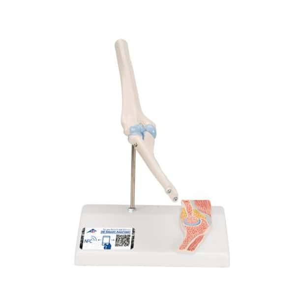 Mini Elbow Joint Anatomy Model