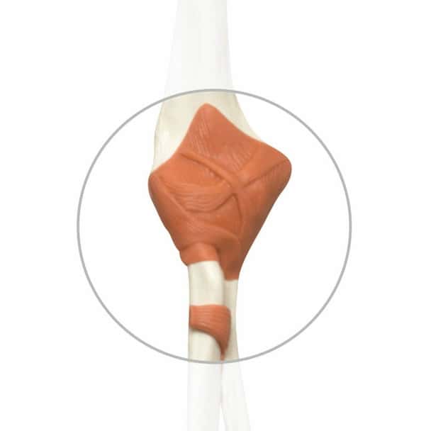 Replacement Elbow Ligament for 3B Scientific Skeletons