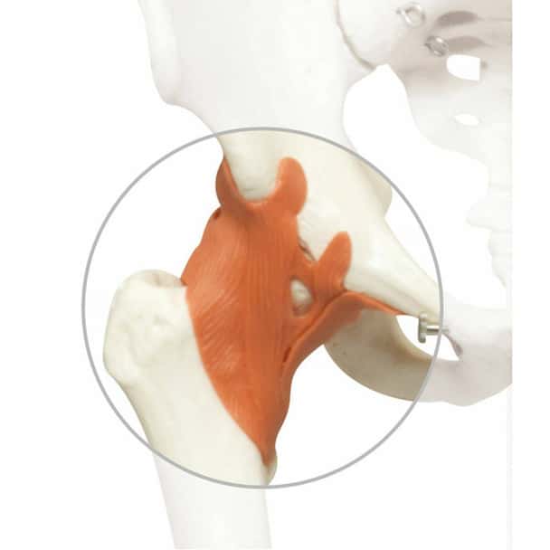 Replacement Hip Ligament for 3B Scientific Skeletons