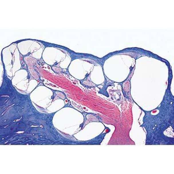 Sensory Organs - English Slides
