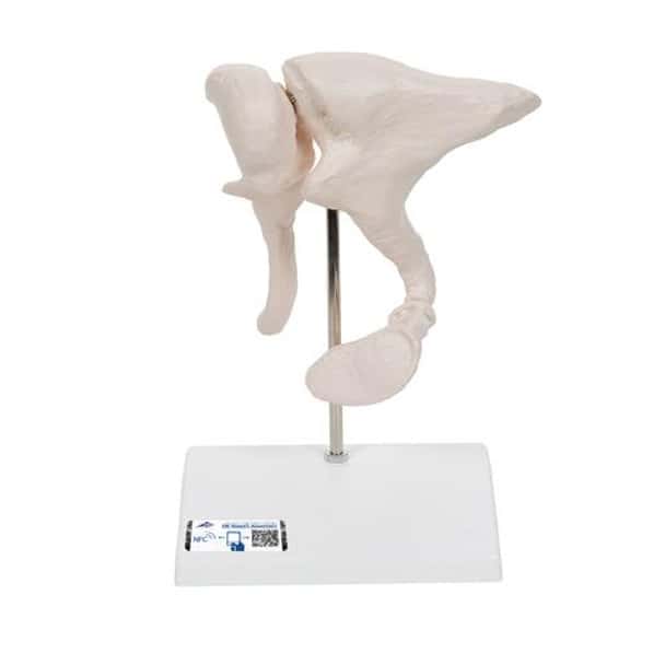 Ossicle Model 20 Times Life Size