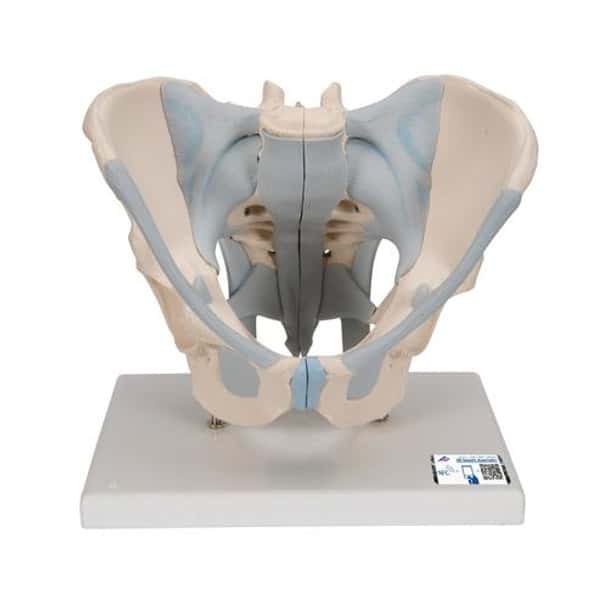 Male Pelvis With Ligaments, 2-Parts