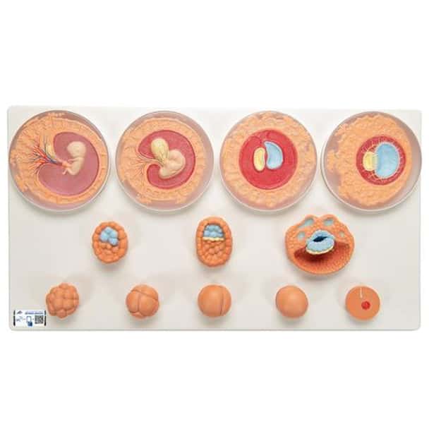 Embryonic Development In 12 Stages
