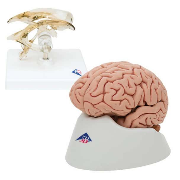 Brain and Ventricle Anatomy Model Set