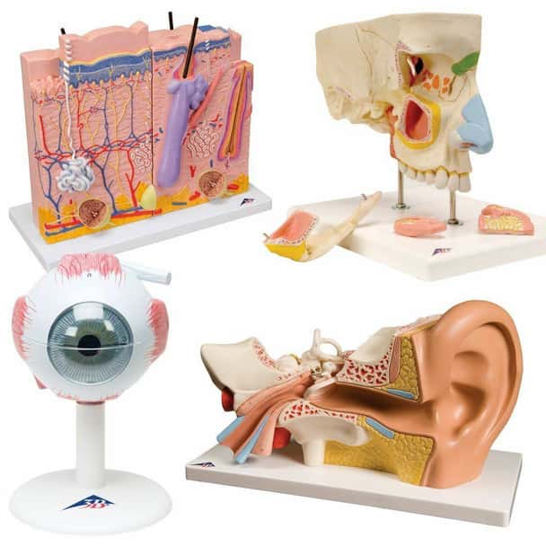The Senses Anatomy Model Set