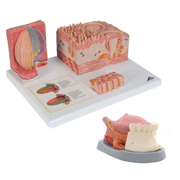 Tongue Anatomy Model Set