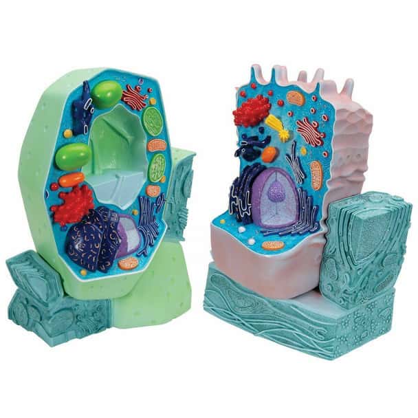 Cell Comparison Model Set