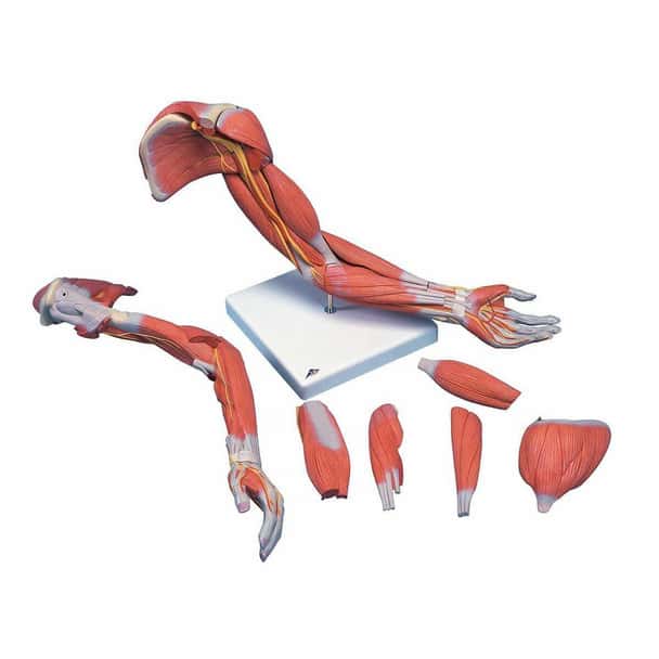 Upper Intramuscular Injection Trainer Kit