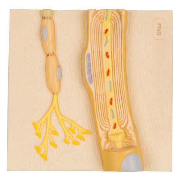 Schwann Cells of the Peripheral Nervous System