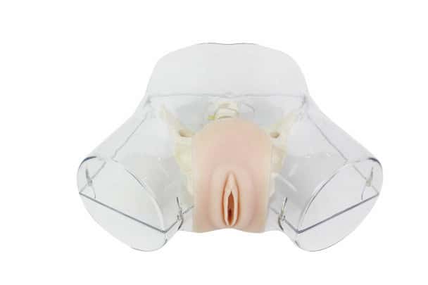 Anatomy Lab Transparent DandC Simulator Anteversion