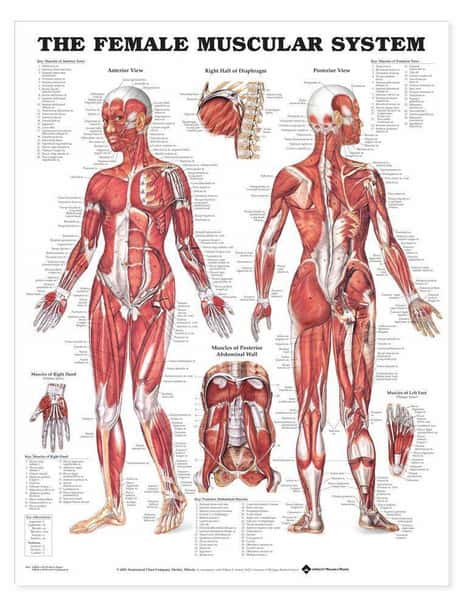 The Female Muscular System Laminated Anatomical Chart