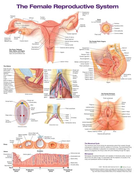 The Female Reproductive System Laminated Anatomical Chart