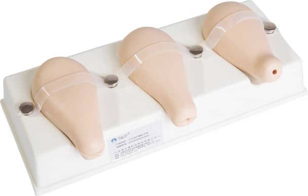 Anatomy Lab Dilatation and Curettage Model