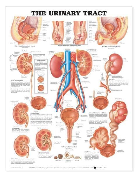 Urinary Tract Laminated Anatomical Chart