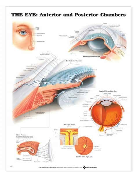 The Eye Anterior and Posterior Chambers Laminated Anatomical Chart