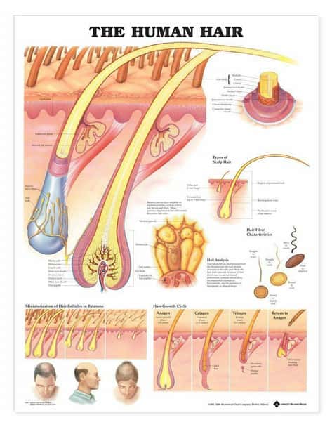 The Human Hair Laminated Anatomical Chart