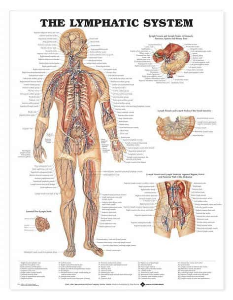 The Lymphatic System Laminated Anatomical Chart