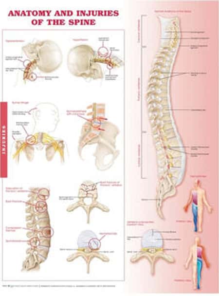 Anatomy and Injuries of the Spine Laminated Anatomical Chart