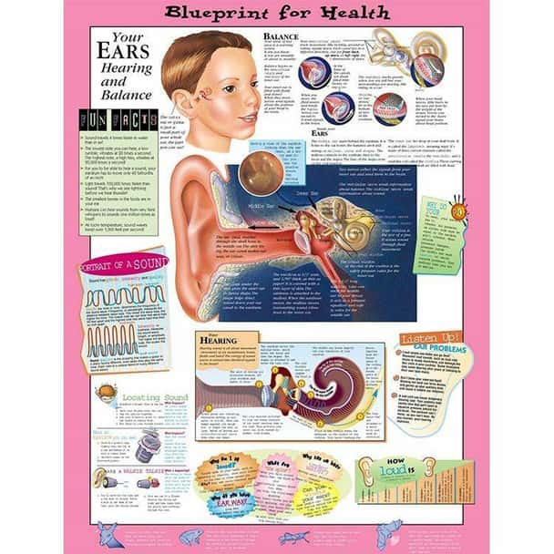 Your Ears Laminated Anatomical Chart