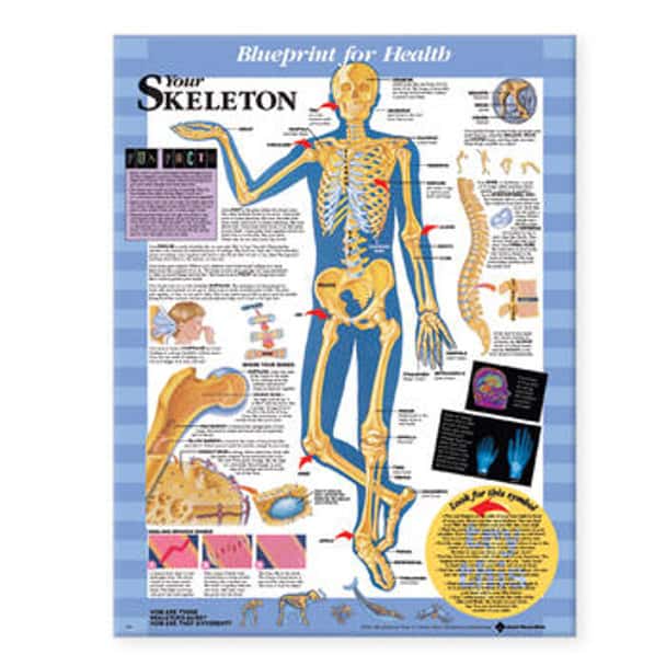 Your Skeleton Laminated Anatomical Chart