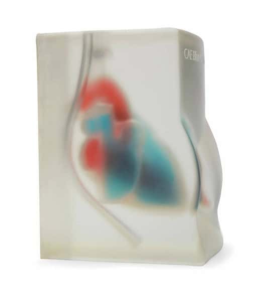 Cardiac Echo Ultrasound Training Model - Transparent