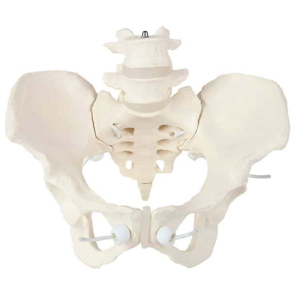 Axis Scientific Flexible Female Pelvic Skeleton with L4 and L5 Vertebrae