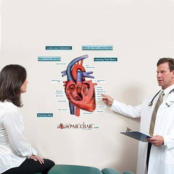 Cross Section of the Heart Labeled Anatomy Dry-Erase Sticky Wall Chart - 27 in x 40 in