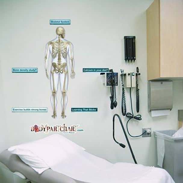 Posterior Skeletal System Anatomy Dry-Erase Sticky Wall Chart