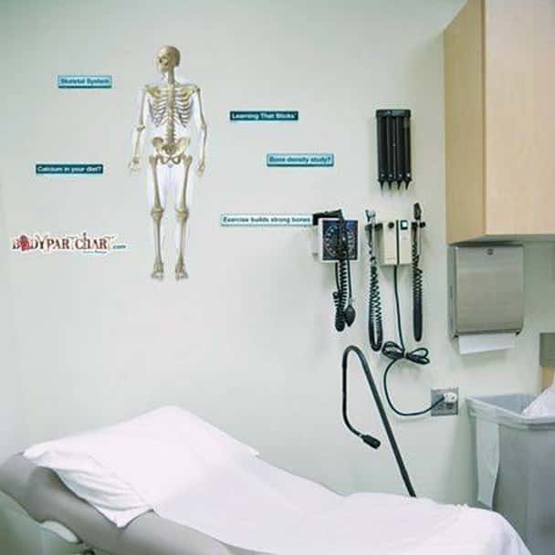Anterior Skeletal System Labeled Anatomy Dry-Erase Sticky Wall Chart
