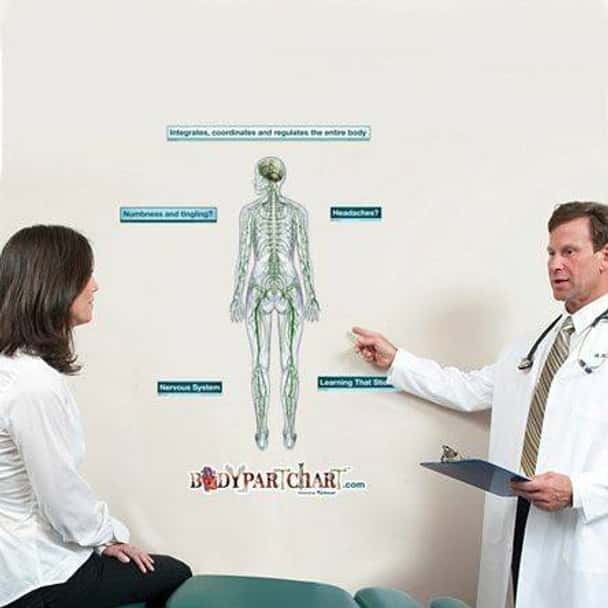Posterior Nervous System Anatomy Dry-Erase Sticky Wall Chart