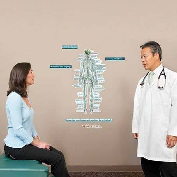 Posterior Nervous System Labeled Anatomy Dry-Erase Sticky Wall Chart