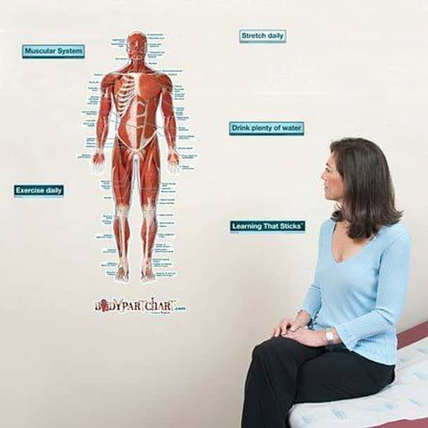 Anterior Muscular System Labeled Anatomy Dry-Erase Sticky Wall Chart