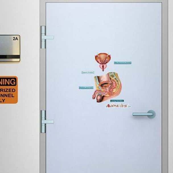 Male Reproductive System Anatomy Dry-Erase Sticky Wall Chart - 27 in x 40 in