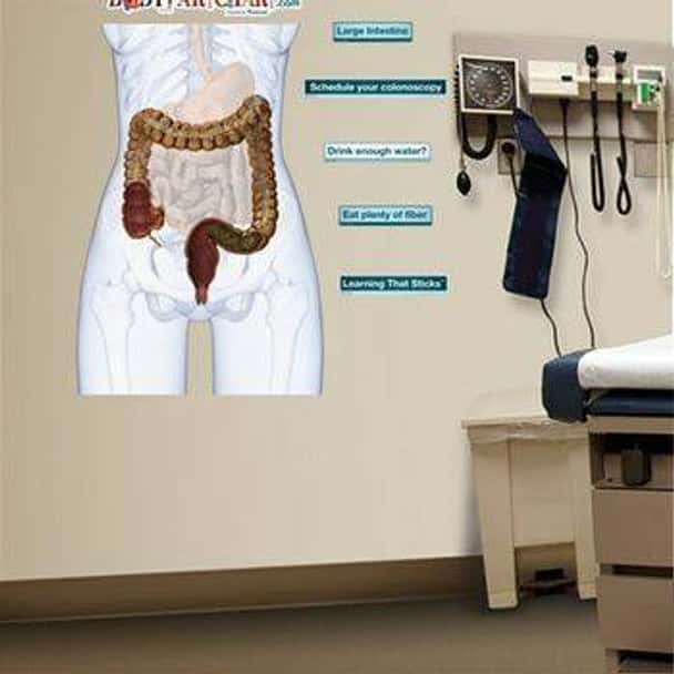 Large Intestine Anatomy Dry-Erase Sticky Wall Chart - 54 in x 40 in