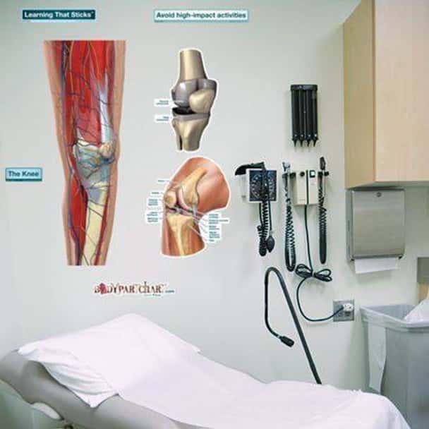 Knee Anatomy Dry-Erase Sticky Wall Chart - 54 in x 40 in