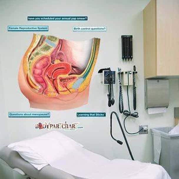 Female Reproductive System Anatomy Dry-Erase Sticky Wall Chart - 54 in x 40 in